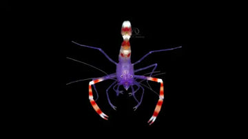 Banded Coral Shrimp Blue (Stenopus tenuirostris) (S) - Elävät eläimet