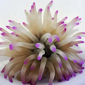 Condylactis gigantea (Purple tip) M