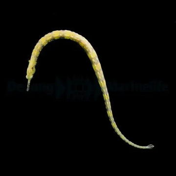 Dragonface Pipefish (Corythoichthys haematopterus)