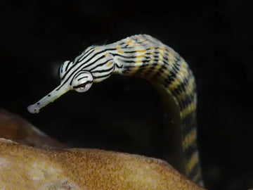 Dragonface Pipefish (Corythoichthys haematopterus)