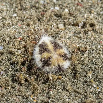 Heart Urchin – Maretia planulata