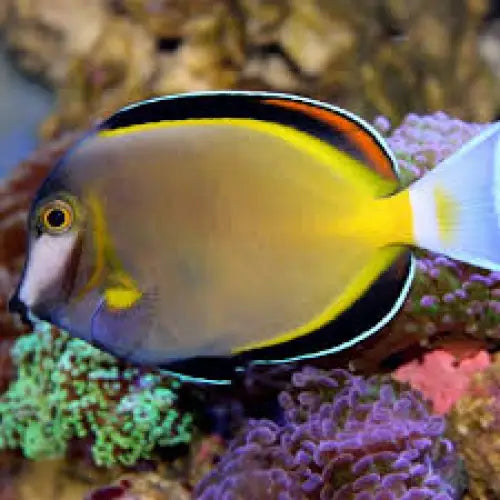 Acanthurus japonicus