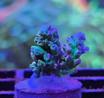 Acropora microclados ’Strawberry Shortcake’ (Australia)