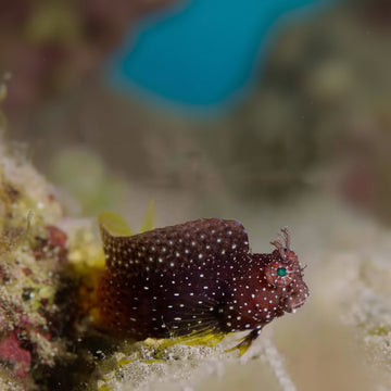 Algae Blenny - Jewel (Salarias ramosus)
