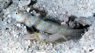 Amblyeleotris guttata