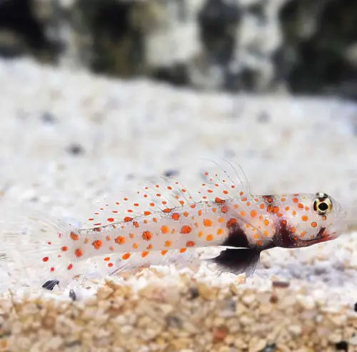 Amblyeleotris guttata