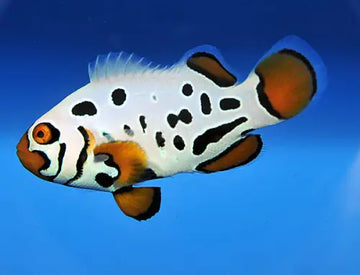 Amphiprion ocellaris Frostbite Subzero