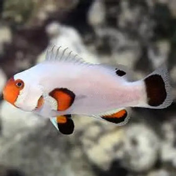 Amphiprion ocellaris Wyoming White