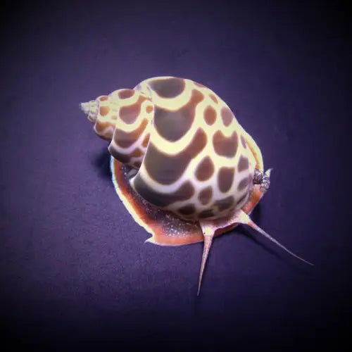 Babylonia zeylanica