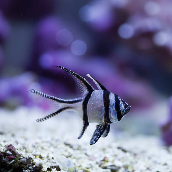 Bangai cardinal fish (pterapogon kauderni)