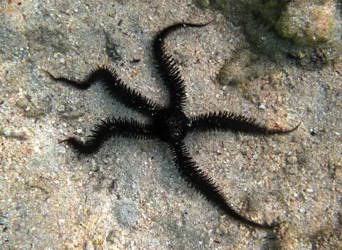 Black Spiny Brittle Star (Ophiocoma spp.)