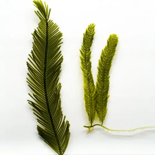 Caulerpa taxifolia makrolevä - Makrolevä