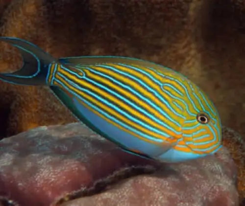 Clown Tang (Acanthurus lineatus)