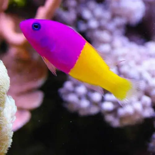 Diadem dottyback (Pictichromis paccagnellae)