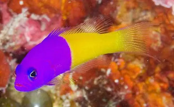 Diadem dottyback (Pictichromis paccagnellae)