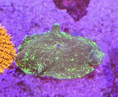 Discosoma Bleeding Green Premium
