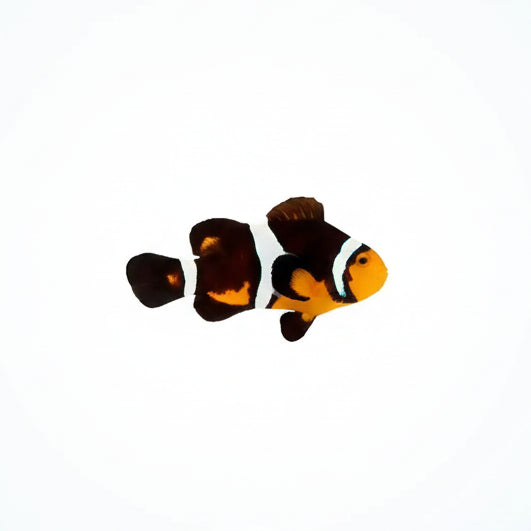 Fancy Ocellaris Clownfish (Amphiprion ocellaris)