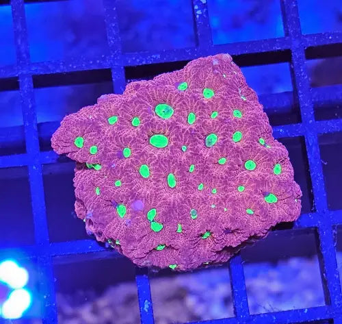 Favites ’War coral’ Red Ultra