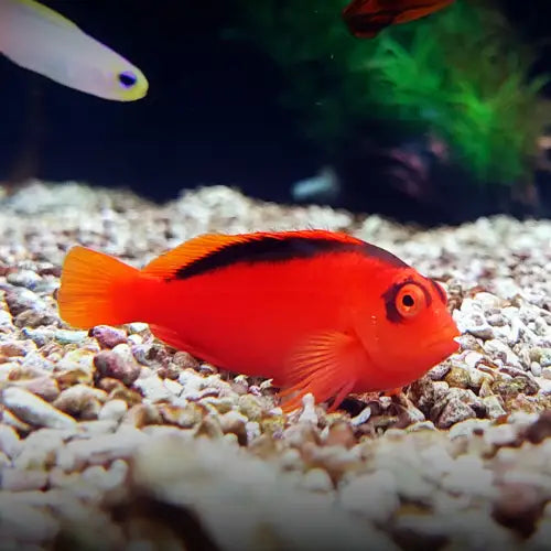 Flame hawkfish (Neocirrhites armatus)