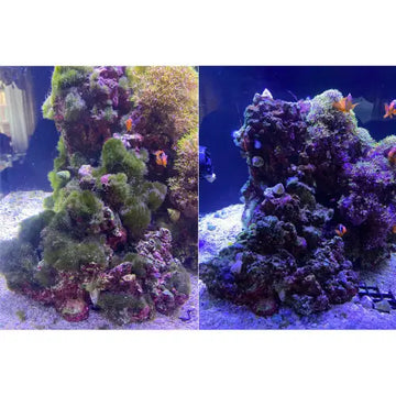 Flux RX (2000 mg) Removes algae - Akvaariovedenhoito