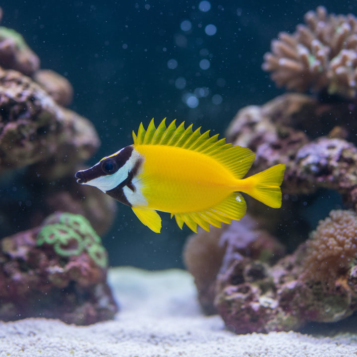 Foxface (Siganus vulpinus) (S)