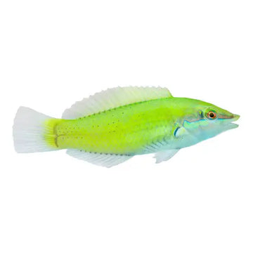 Green Wrasse (Halichoeres chloropterus) L