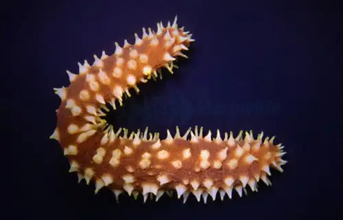 Holothuria (Mertensiothuria) hilla