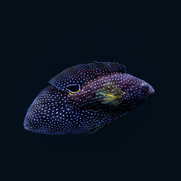 Marine Betta (Calloplesiops altivelis)