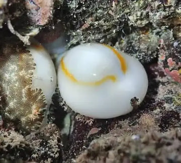 Money Cowrie (Monetaria annulus)