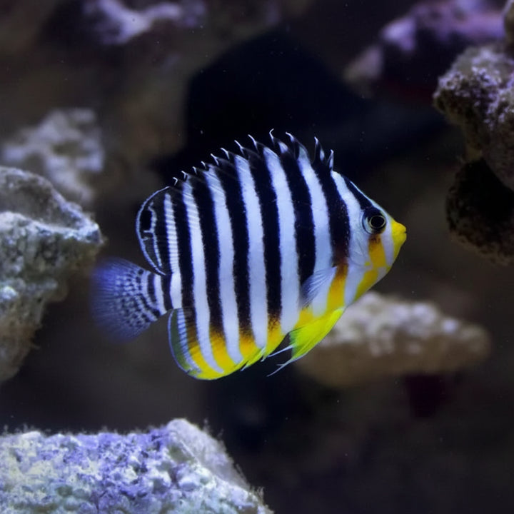 Multibar Angelfish (Paracentropyge multifasciata)