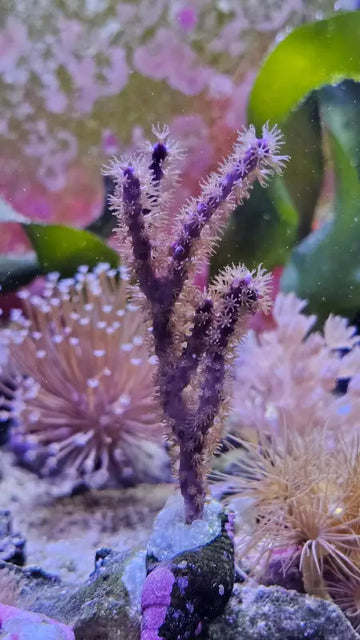 Muriceopsis flavida – Purple Bush Gorgonian – violetti pensasgorgonia