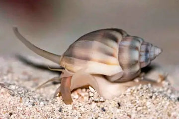 Nassarius grephiterus