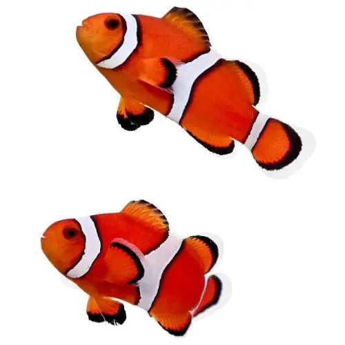 Ocellaris Clownfish (Amphiprion ocellaris) Pari (2kpl) (L)