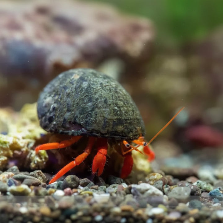 Orange Leg Hermit Crab (Clibanarius spp.)
