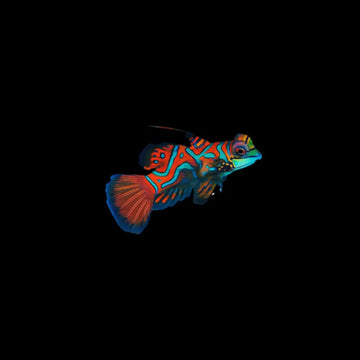 Red Mandarin Dragonet (Pterosynchiropus splendidus)