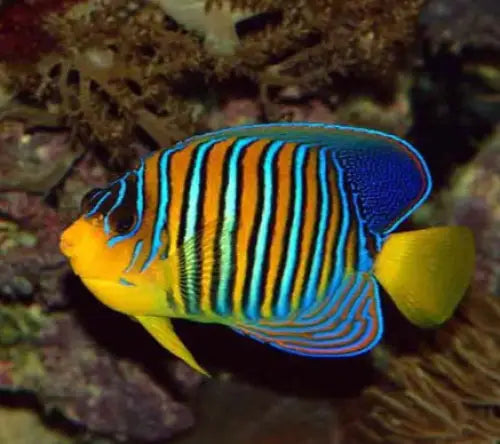 Regal Angefish (Pygoplites diacanthus Red Sea)