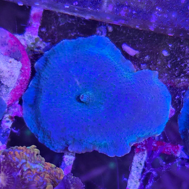 Discosoma Electric Blue