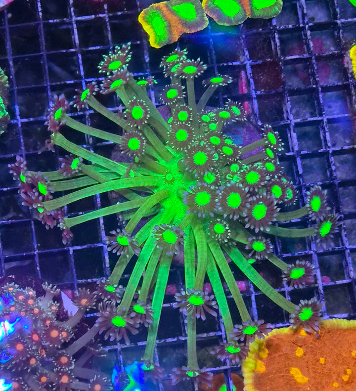 Goniopora sp. – Flowerpot Coral "Purple-Green" Premium L
