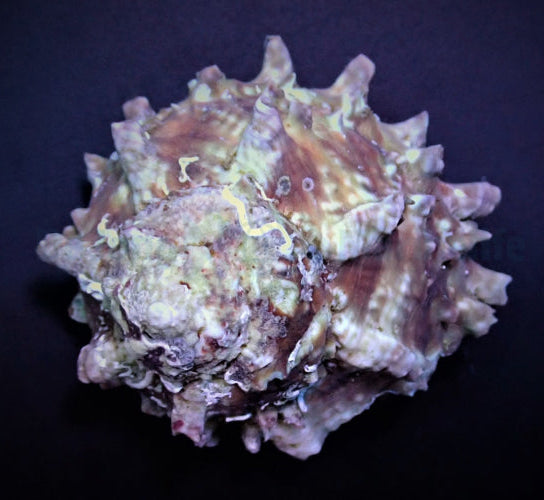 West Indian Star Snail (Lithopoma tectum) L-XL