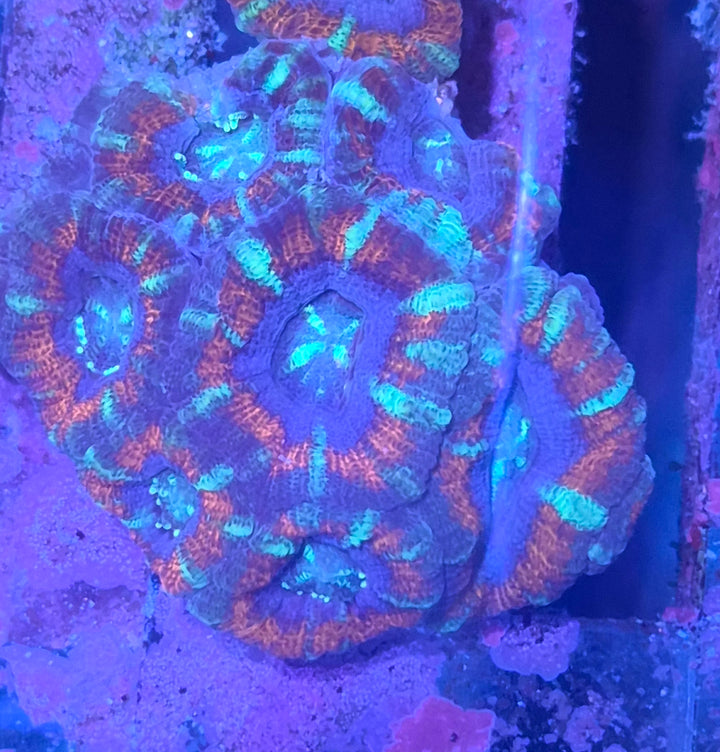 Micromussa amakusensis - Ultra Red