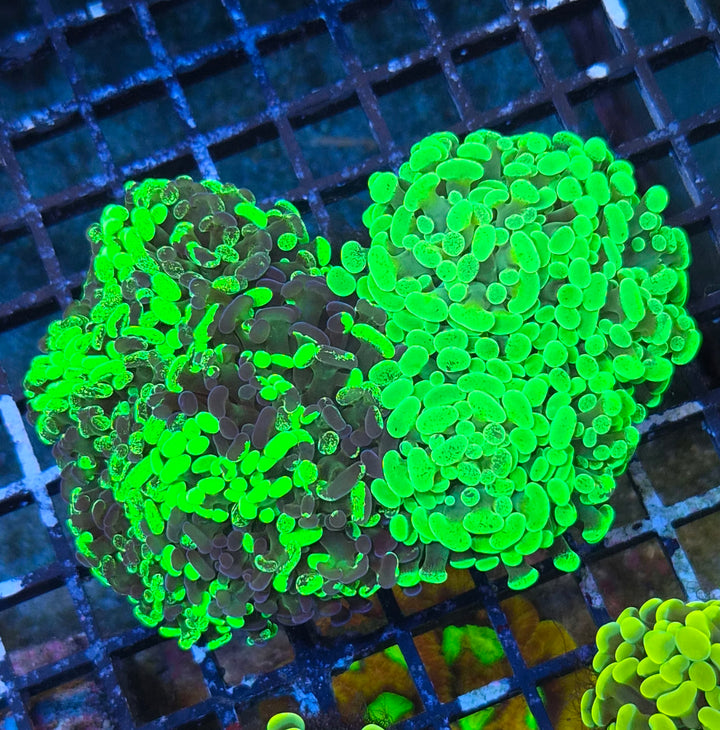 Euphyllia paraancora Mix - Green Duo