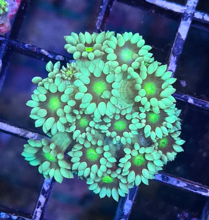 Goniopora sp. – Flowerpot Coral "Green"