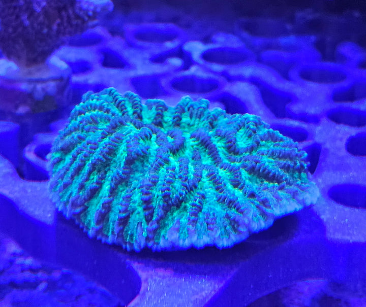 Hydnopora turquoise