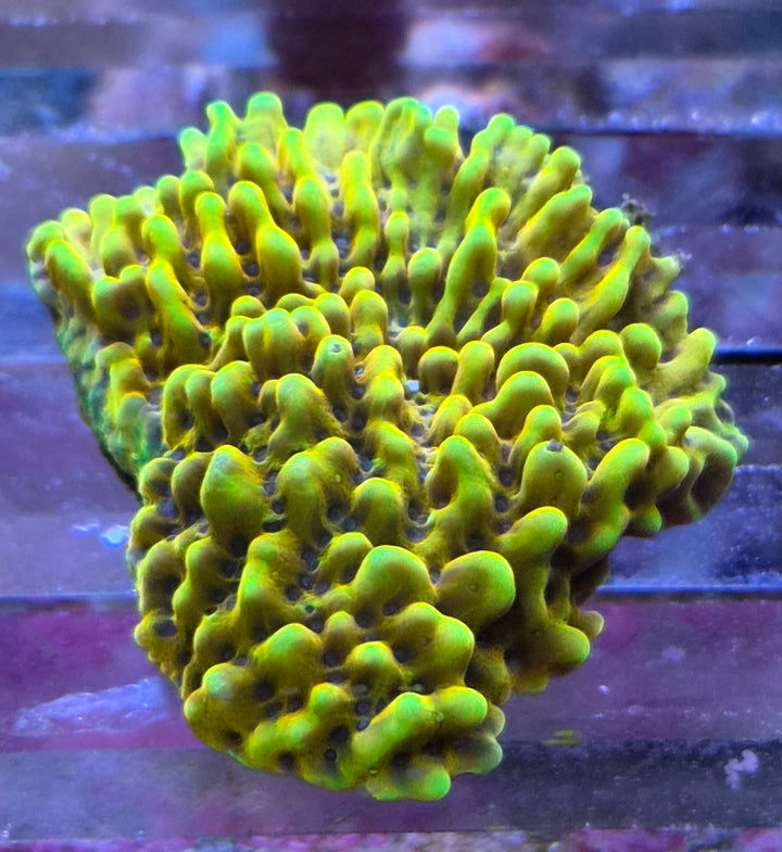 Montipora danae Gold blue polyp