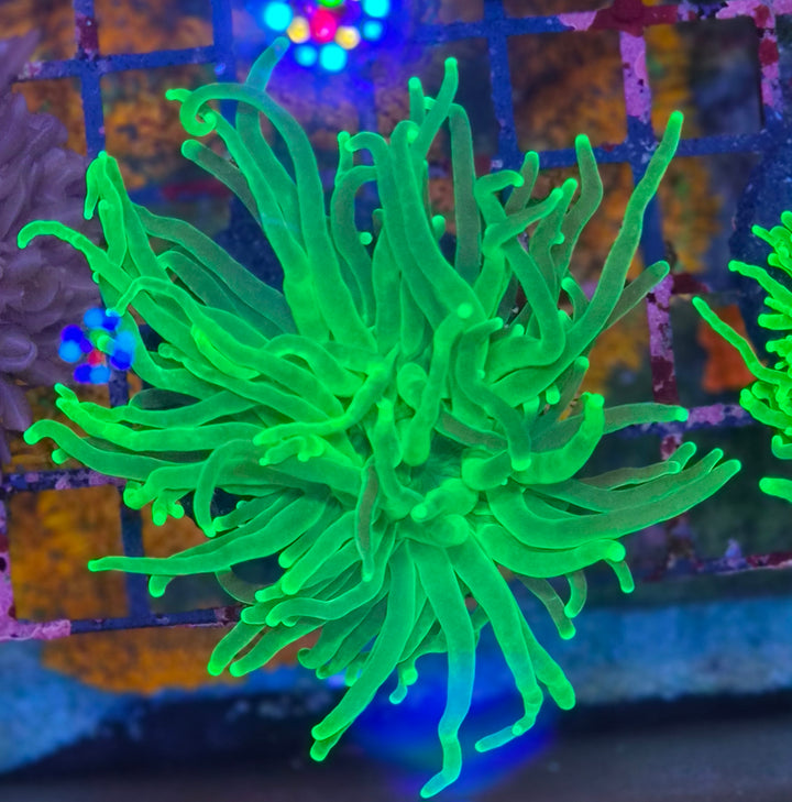 Euphyllia glabrescens – Torch Coral "Green Premium"