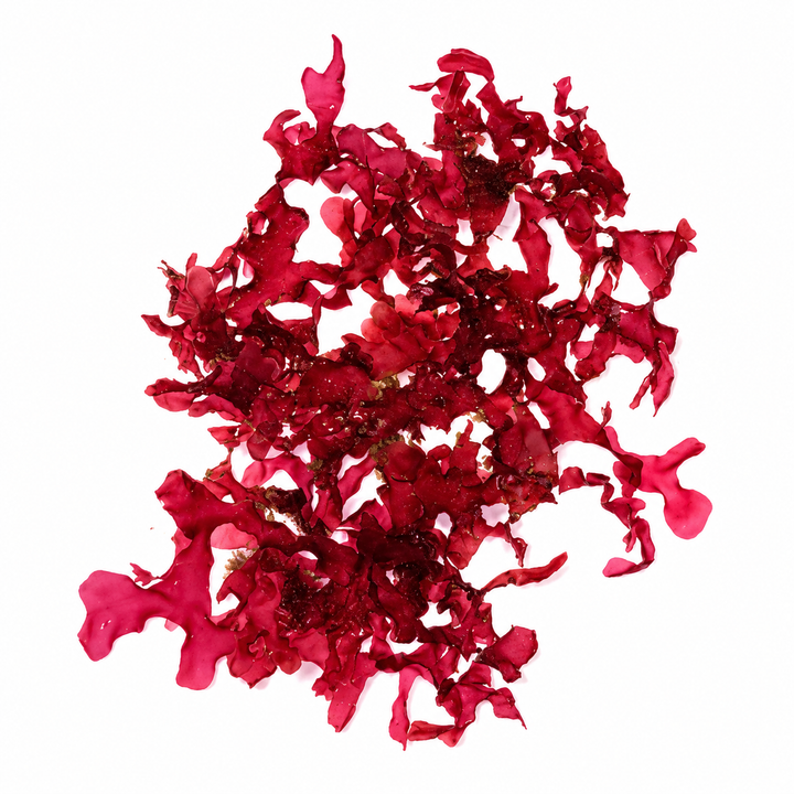 Gracilaria Curtissae macroalgae