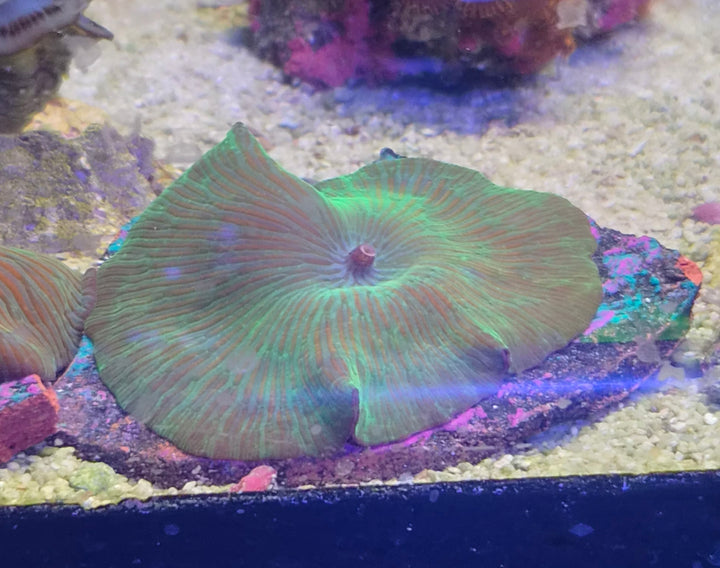 Discosoma striped green