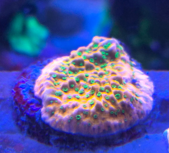 Montipora "Sunset" encrusting