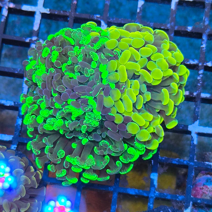 Euphyllia paraancora Mix - Gold & Green special