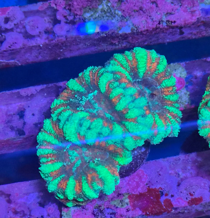 Micromussa Lordhowensis (Acan) Turquoise Red